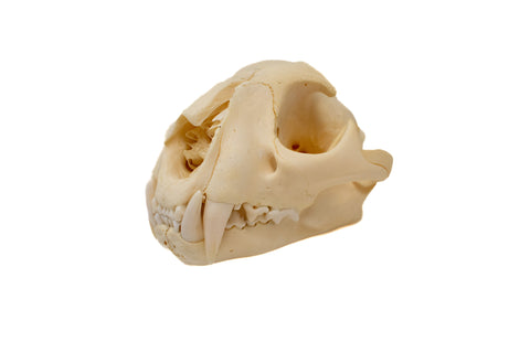 Image of cougar/mountain lion skull