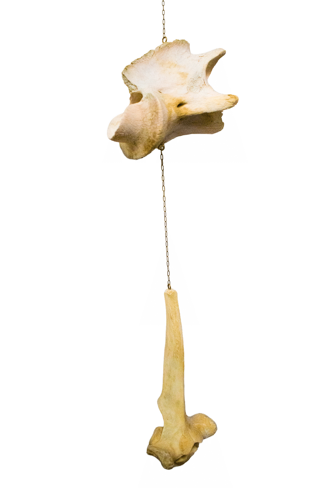 Cow bone wind chime