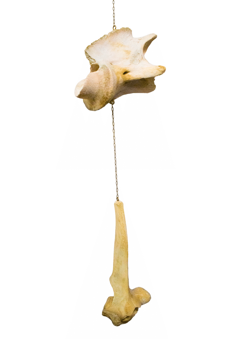 Cow bone wind chime