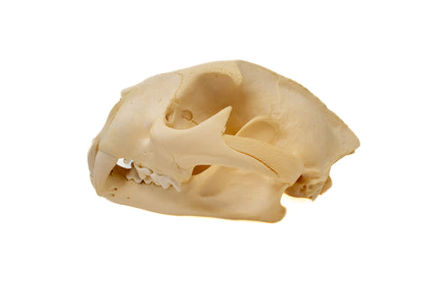 Image of cougar/mountain lion skull