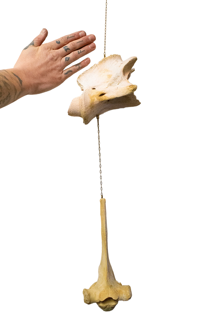 Cow bone wind chime