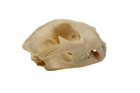 Image of cougar/mountain lion skull