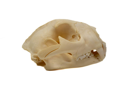 cougar/mountain lion skull