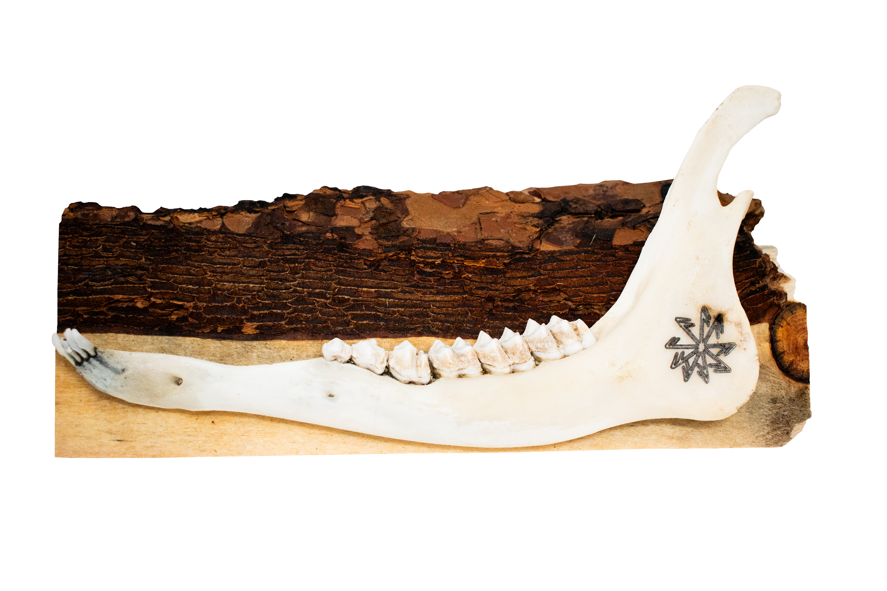 live edge jawbone wall hanger