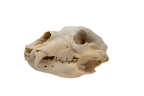 Image of black bear skull #1 XXXXXL