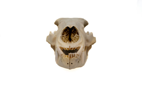 Image of black bear skull #1 XXXXXL