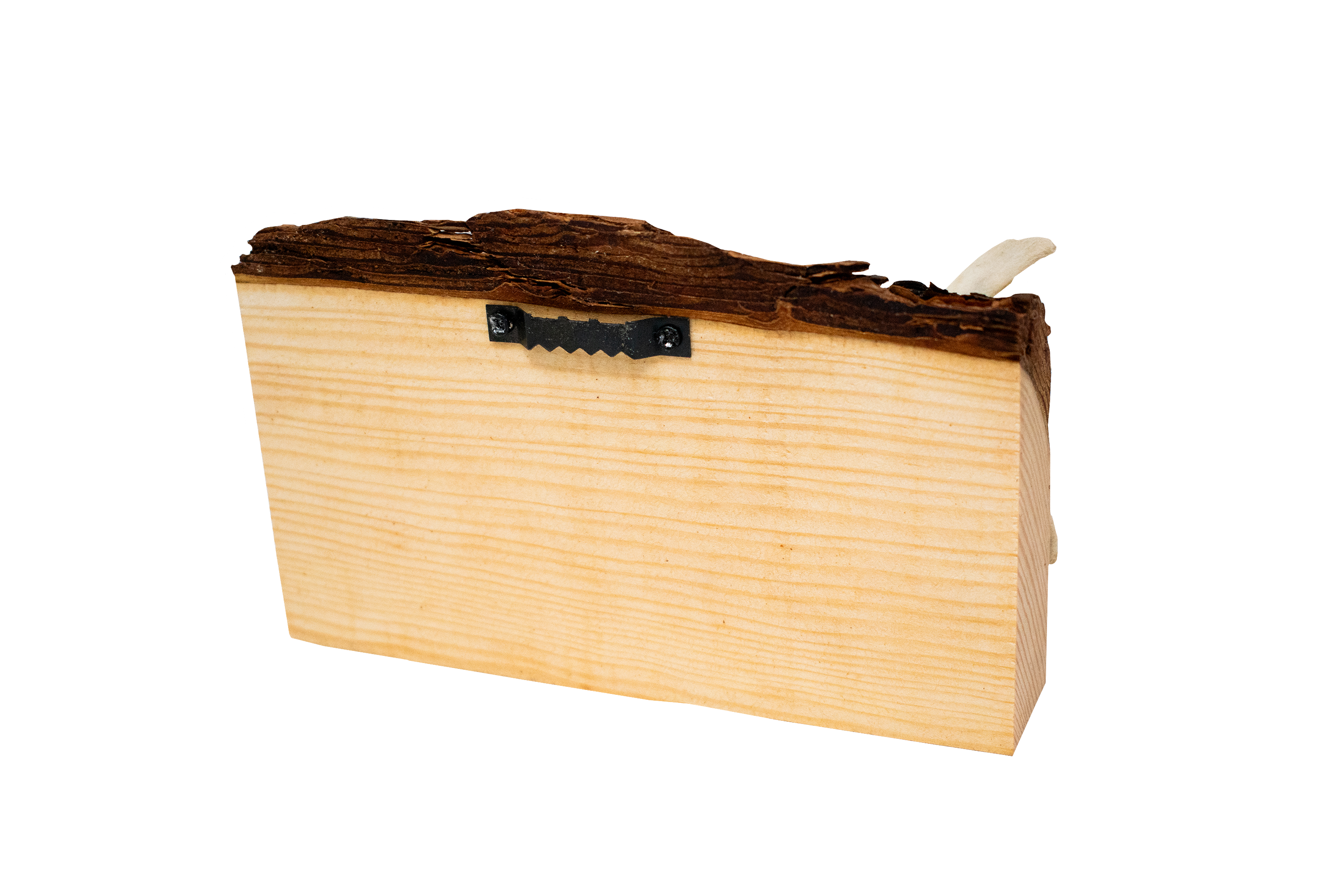 live edge jawbone wall hanger