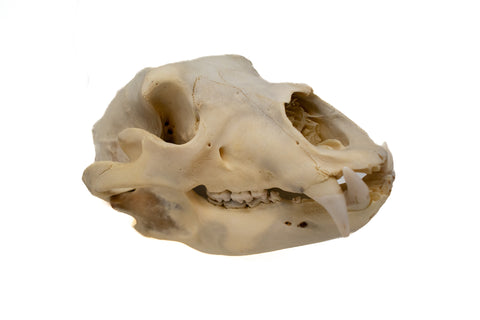 Image of black bear skull #1 XXXXXL