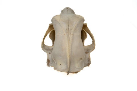 Image of black bear skull #1 XXXXXL