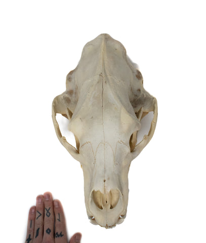 Image of black bear skull #1 XXXXXL