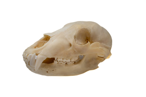 Image of black bear skull #2