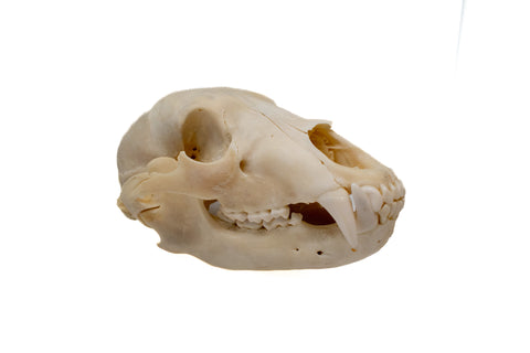 Image of black bear skull #2