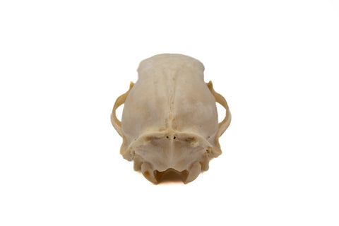 Image of black bear skull #2