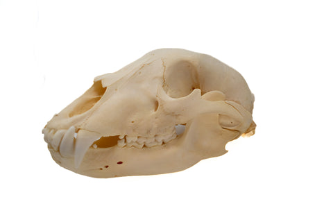 Image of black bear skull #3