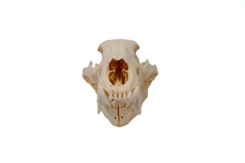 Image of black bear skull #3