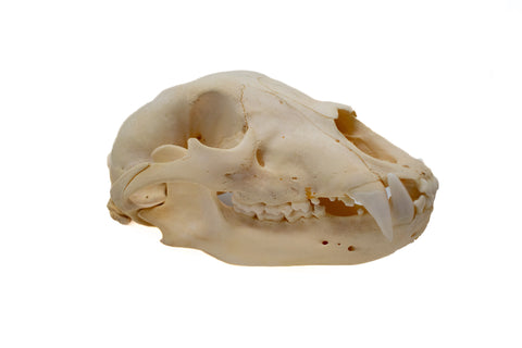 Image of black bear skull #3