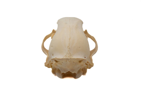 Image of black bear skull #3