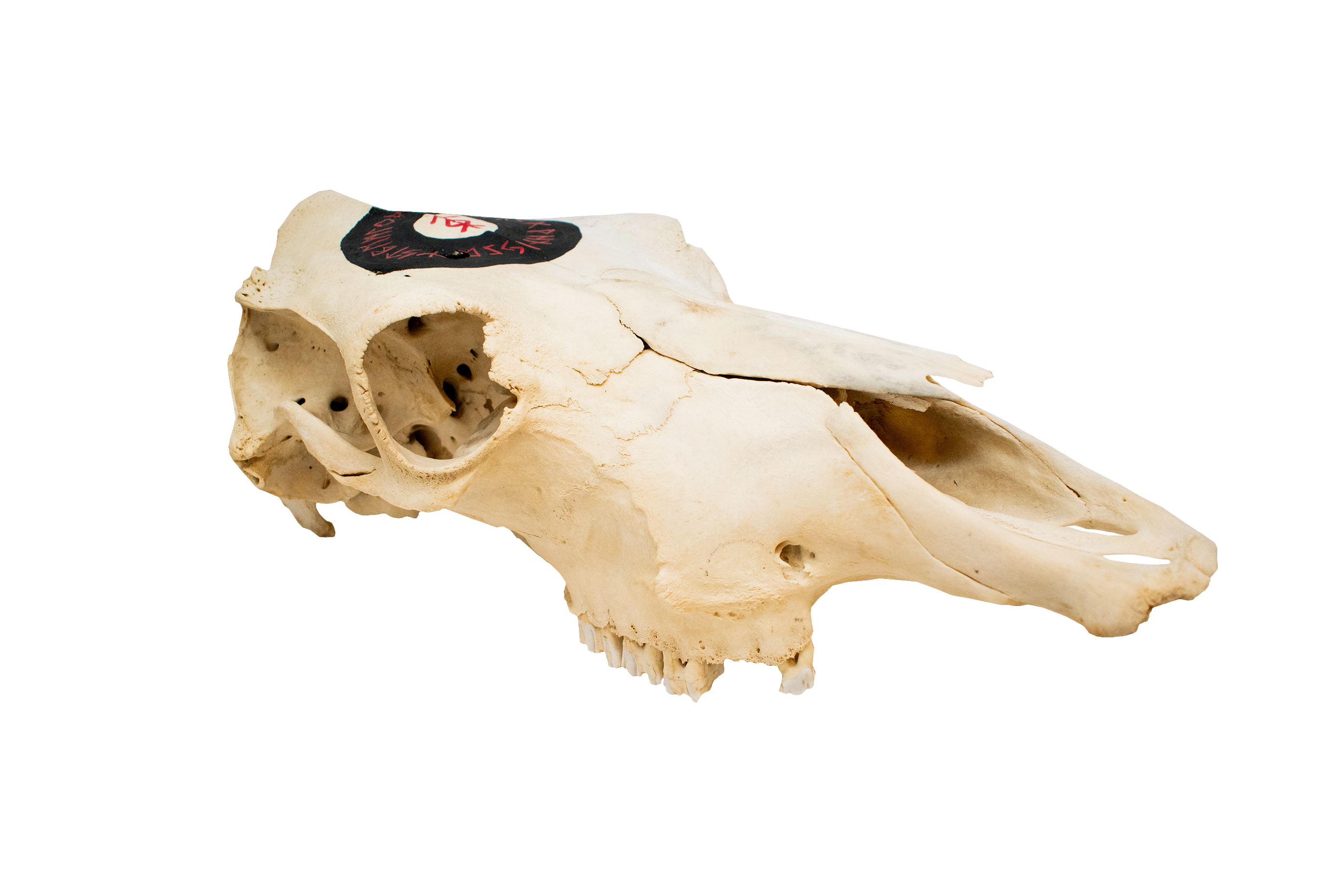 home protection bindrune cow skull