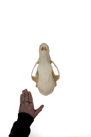 Image of black bear skull #3