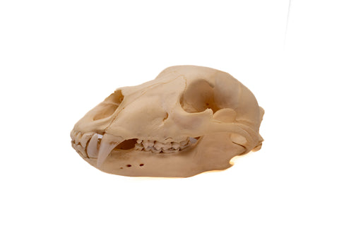 Image of black bear skull #4