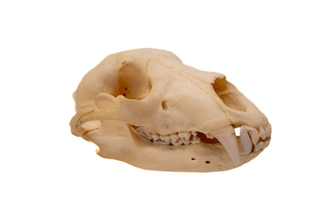 Image of black bear skull #4