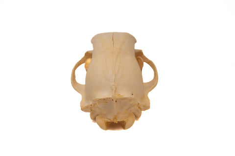 Image of black bear skull #4