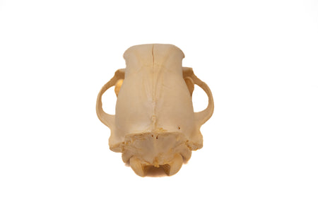 black bear skull #4