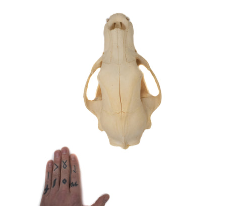 Image of black bear skull #4