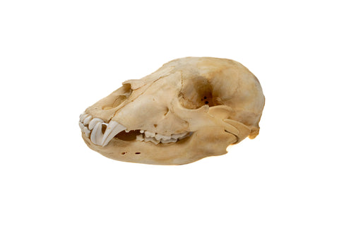 Image of black bear skull #5