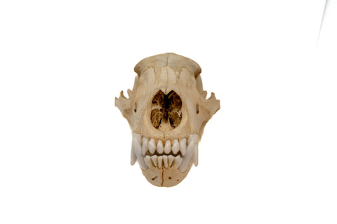 Image of black bear skull #5