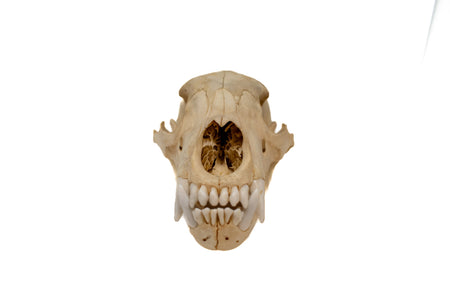 black bear skull #5