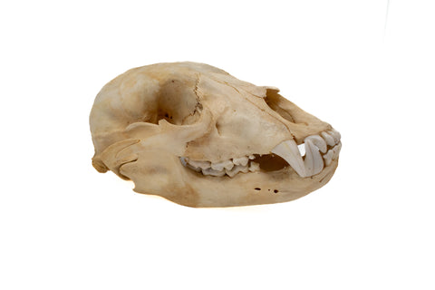 Image of black bear skull #5