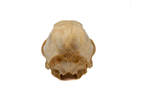 Image of black bear skull #5