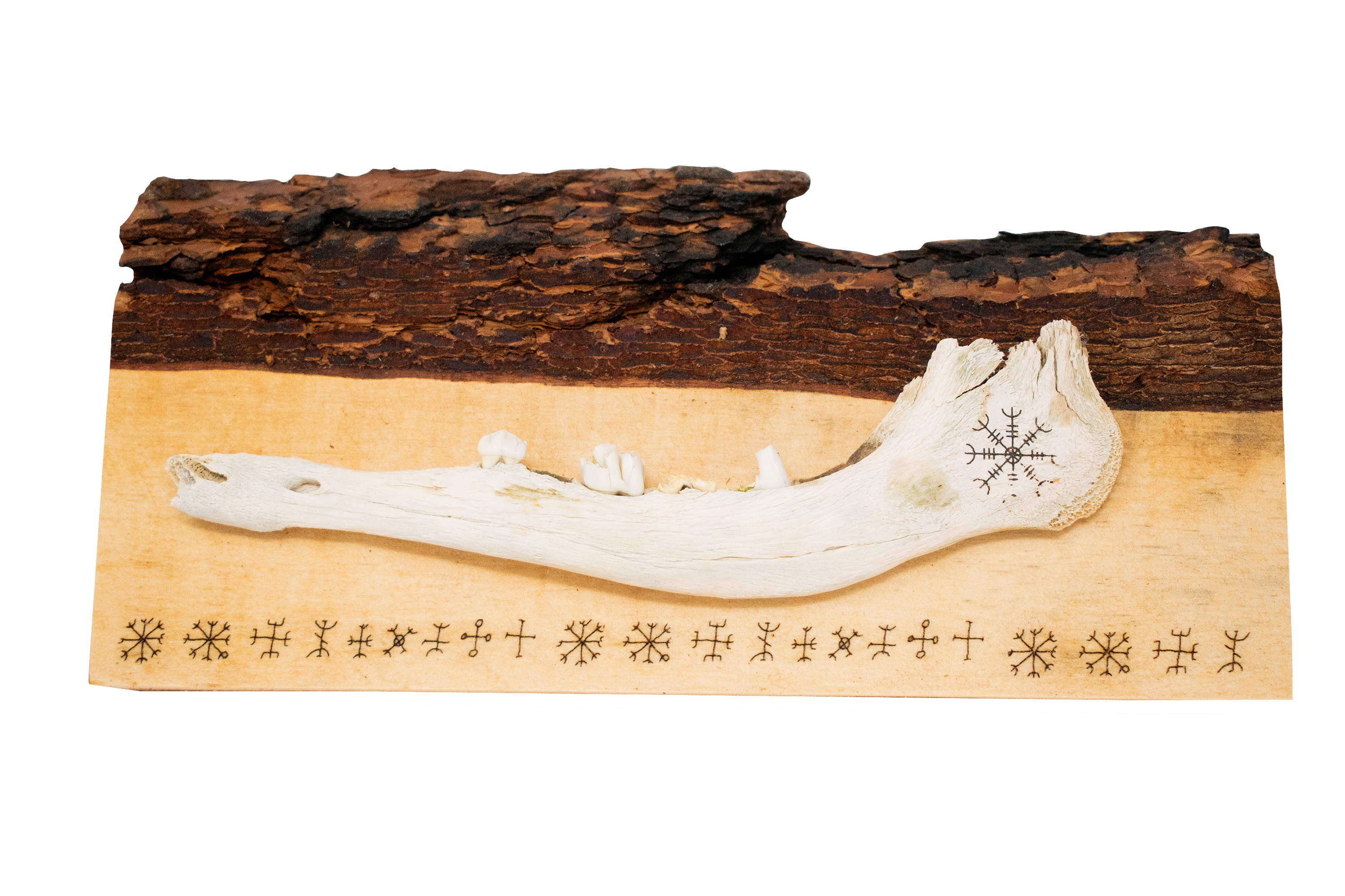 live edge jawbone wall hanger