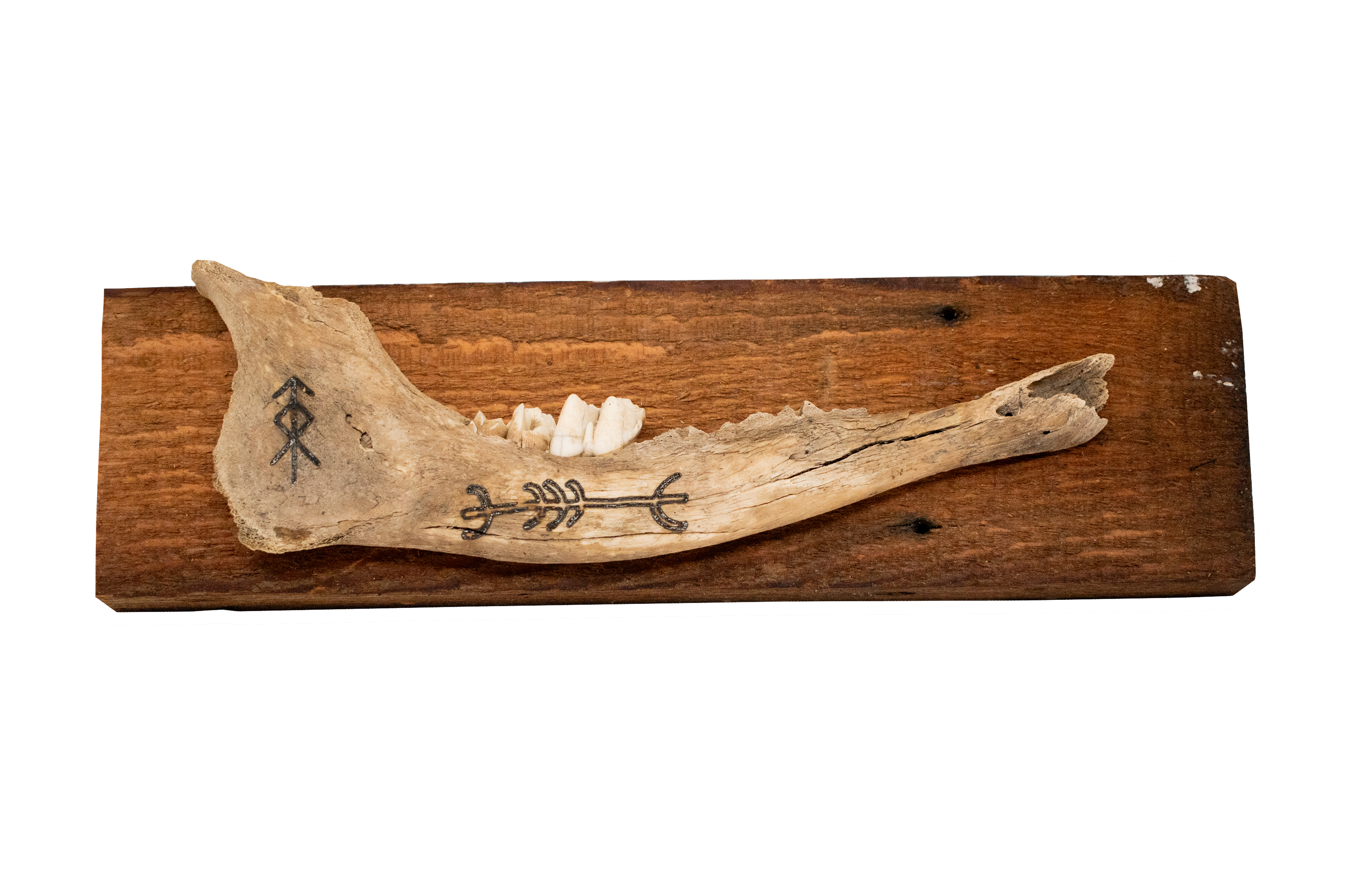 live edge jawbone wall hanger