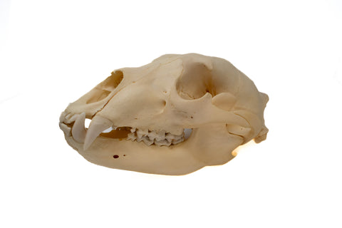 Image of black bear skull #6