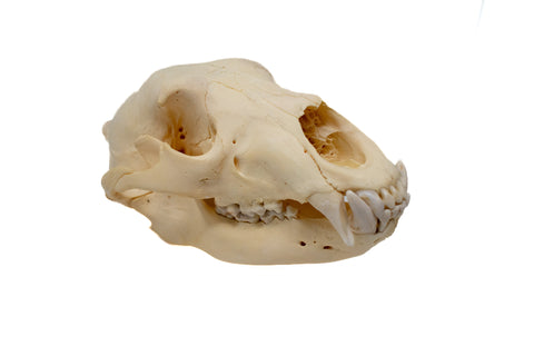 Image of black bear skull #6