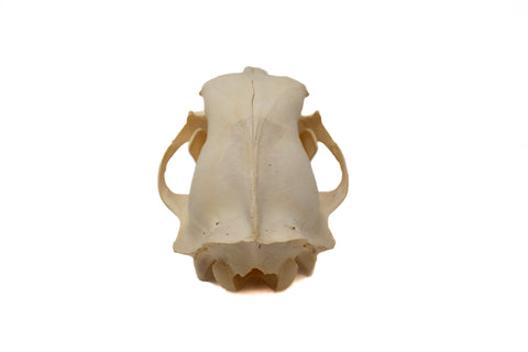 Image of black bear skull #6