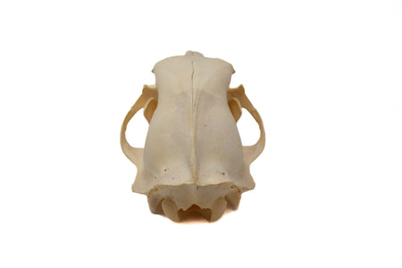 black bear skull #6