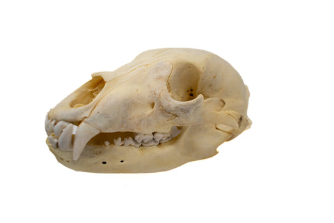 Image of black bear skull #7