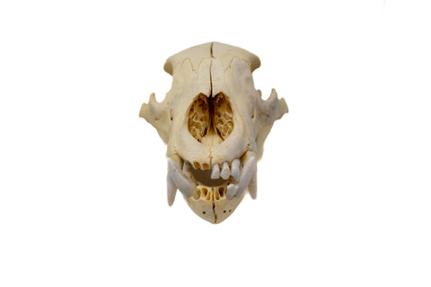 Image of black bear skull #7