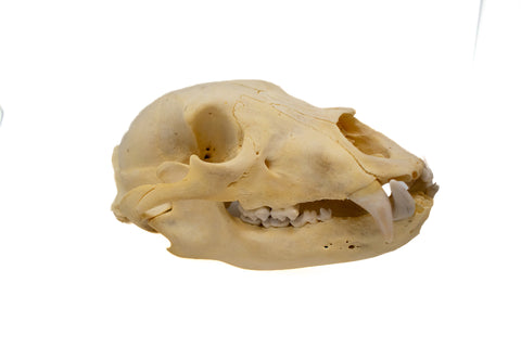 Image of black bear skull #7