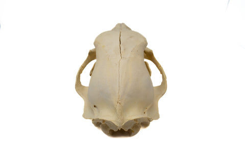 Image of black bear skull #7