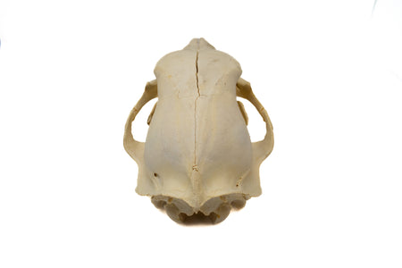 black bear skull #7