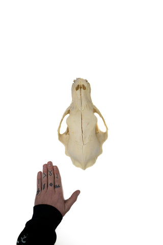 Image of black bear skull #7