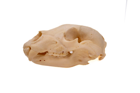 Image of black bear skull #8