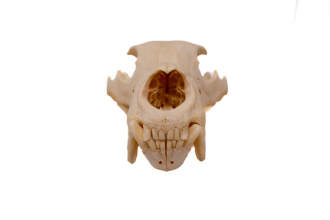 Image of black bear skull #8