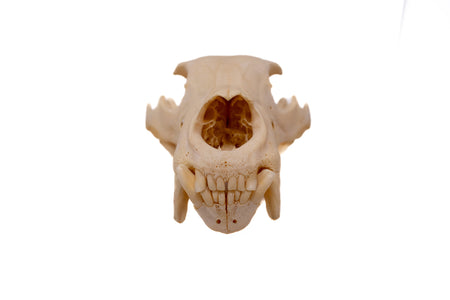 black bear skull #8