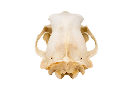 black bear skull #1