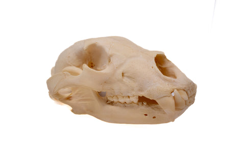 Image of black bear skull #8